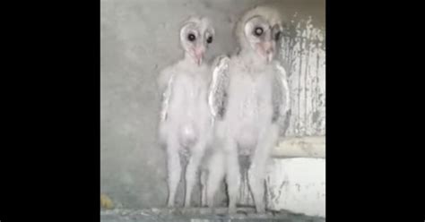 Video: ‘Aliens’ that were ‘caught on camera’ in Vishakhapatnam turn out ...