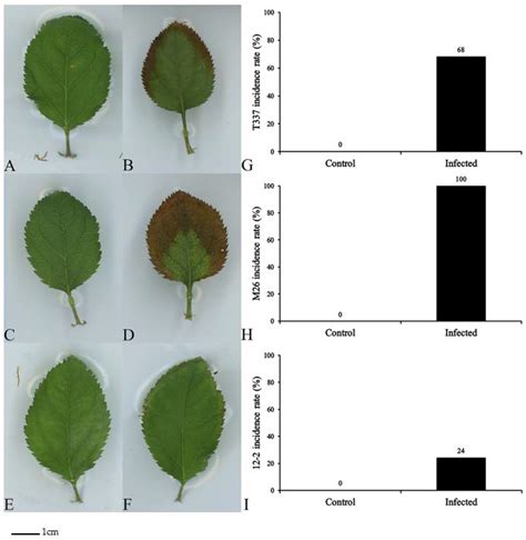 Effects of Fusarium proliferatum on Aboveground Physiological ...