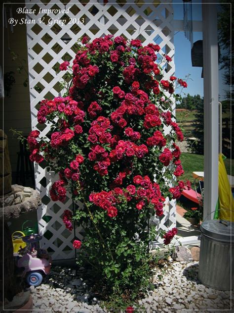 Managing Climbing Roses: Learn About Training Climbing Rose Plants ...
