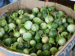 VibeX ® RXI-580 Thai Eggplant Seeds Brinjal Seed Price in India - Buy ...