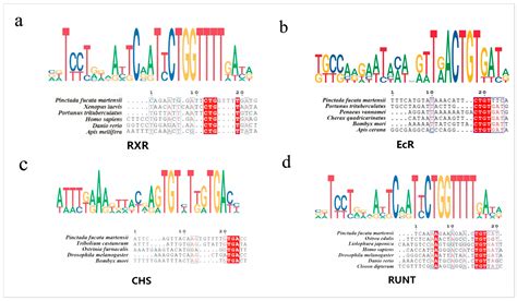 The Conserved Roles of miR-2c in the Ecdysone Signaling Pathway by ...