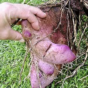 Purple Lesser yam Ñame (Dioscorea alata) Live Plant Healthy Edible Root ...