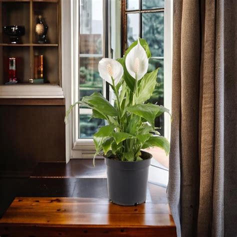 Kalfo Peace Lily Live Plant Spathiphyllum Air Purifying Plant Indoor ...