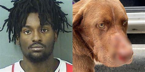 Man arrested after shooting dog in face, police say