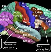 Image result for cerebral cortex