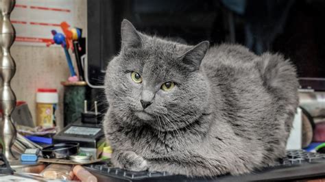 Image result for Cat Behaviour