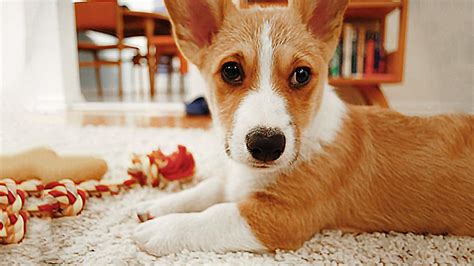 Dogs First Hour Home 的图像结果