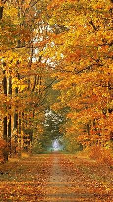Fall Iphone Wallpaper Hd by Fall Iphone Pictures Pixelstalk Net Fall Iphone Wallpaper Hd