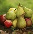 Image result for Semi-Dwarf Pear Orchard