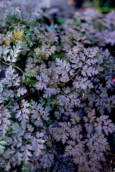 Anthriscus sylvestris 'Ravenswing' | Buy Online - Aurora Perennials