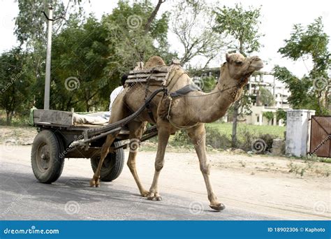 Camel Cart in Jaipur, India Stock Photo - Image of wildlife, malnourished: 18902306