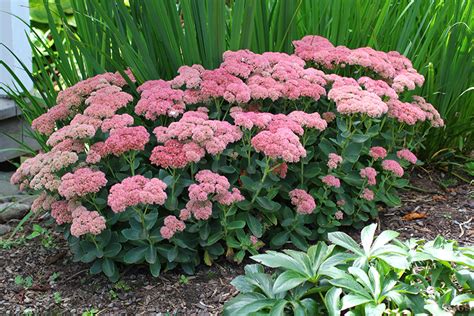 Image result for pictures of sedum autumn joy