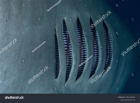 Tiger Shark Gills Close Stock Photo 2451560347 | Shutterstock
