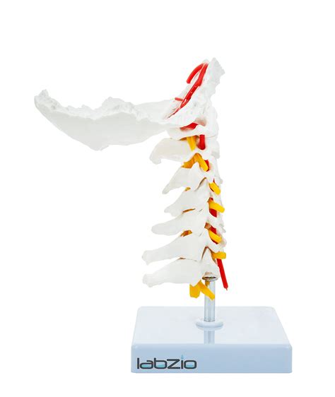 Labzio - Cervical Vertebrae with Occipital Bone & Nerve with Spinal ...