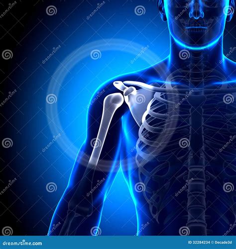 Spalla/scapola/clavicola - Ossa Di Anatomia Illustrazione di Stock ...