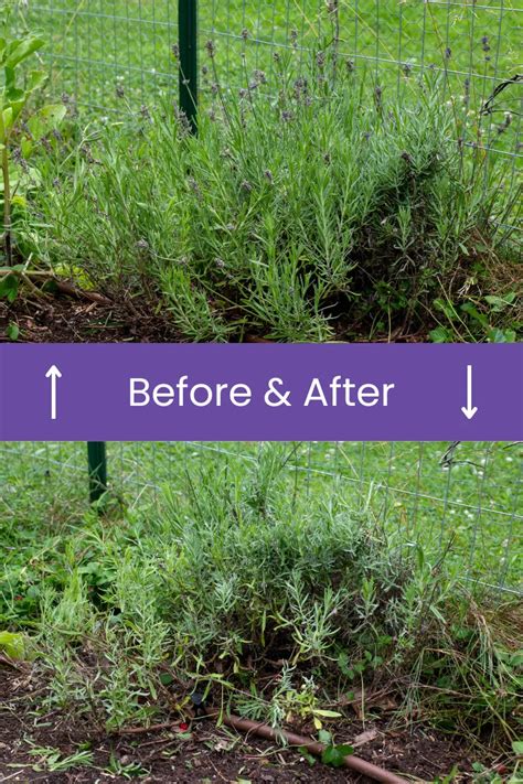 Lavender Pruning Tips 的图像结果