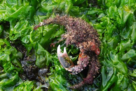 Crab Eating Seaweed at Ruth Tolbert blog