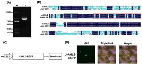 Systematical Characterization of the AT-Hook Gene Family in Juglans ...