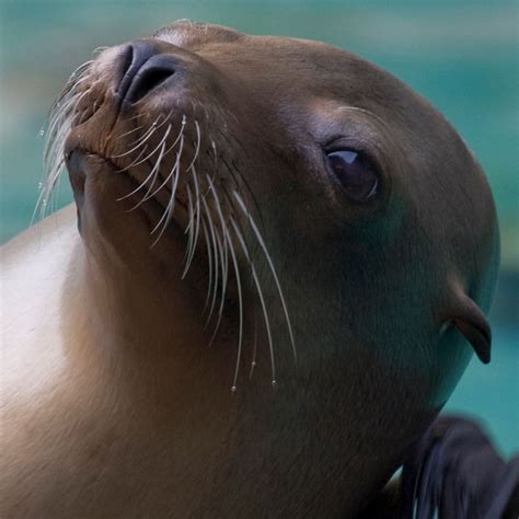 Sea Lion 的图像结果