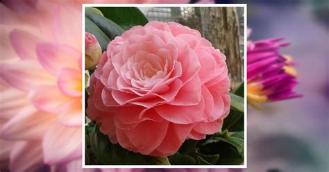 Obituary | Joyce Marie Bobbitt of Willis, Virginia | Vaughan-Guynn ...