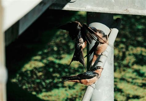 How Do Birds Mate - Birds Mating Behaviors – Birdfy