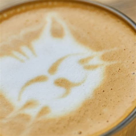 25+ Cat Cafes To Visit Around The United States