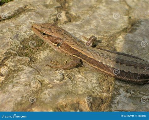 Lizard on rocks stock photo. Image of wild, vivid, russian - 67412916