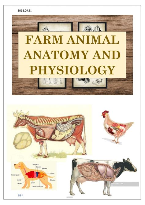 Anatomy of farm anima Digestive System