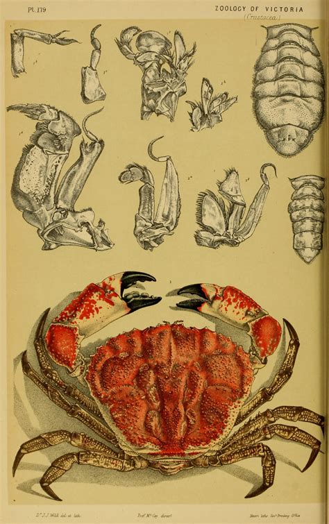 scientific illustration nature
