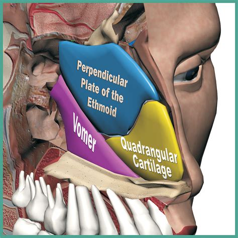 Vomer Perpendicular Plate