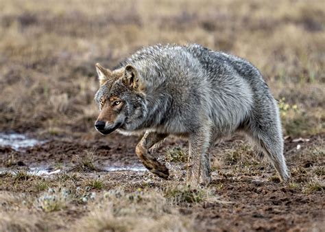Wolf on the Prowl - Wildlife Critiques - Nature Photographers Network