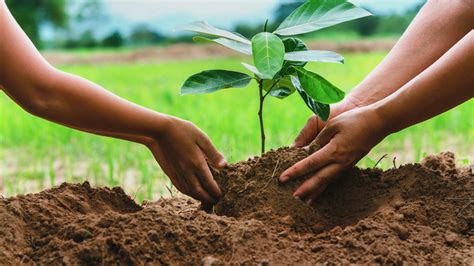 Which is the best time to plant trees in India? – Grow Billion Trees