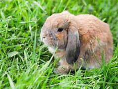Image result for Holland Lop Bunnies Blue