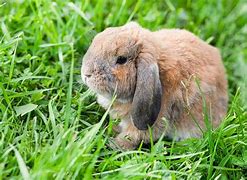 Image result for Holland Lop Drawing