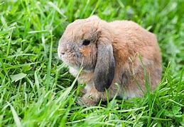 Image result for Holland Lop Newborn Babies