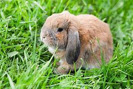 Image result for Holland Lop Bunnies Teeth