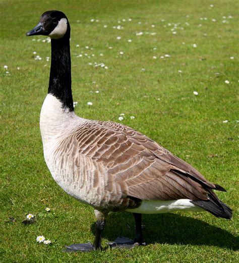 Choosing the Right Breed of Goose - Amaral Farm