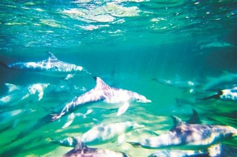 KANGAROO ISLAND MARINE ADVENTURES (Kingscote) - What to Know Before You Go