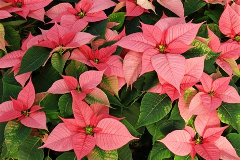 Euphorbia Pulcherrima