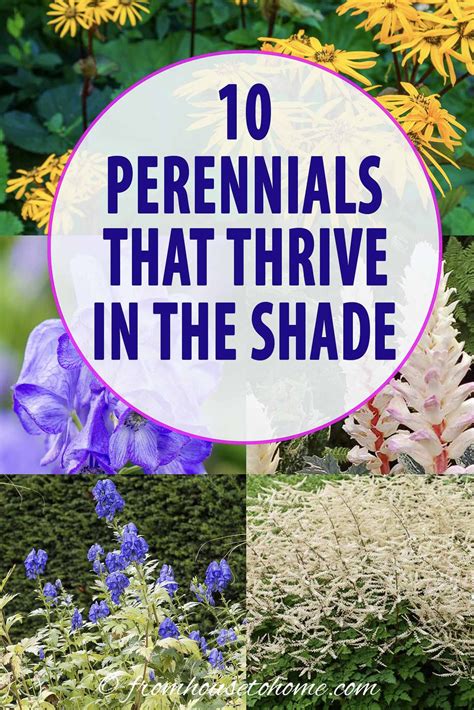 Tall shade perennials 10 flowering plants that bloom in the shade – Artofit
