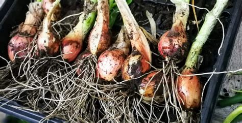 Egyptian Walking Onions: What They Are - Spiffle!