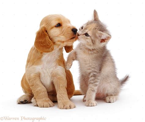 Kitten And Puppy