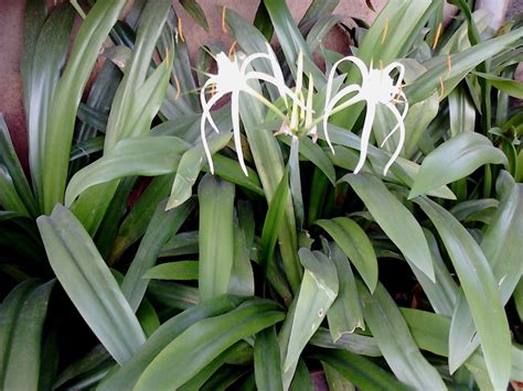 Garden Care Simplified: Healthy Spider Lily Flower Plants Tips and Care