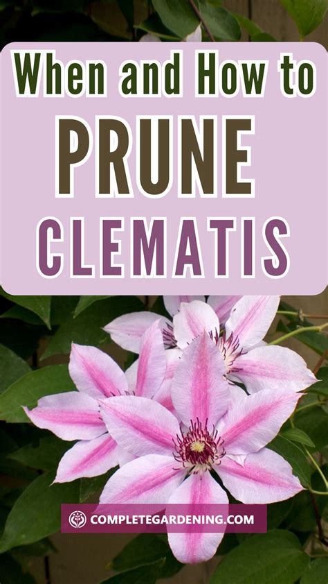 When and How to Prune Clematis: Unlocking Your Garden's Full Potential ...