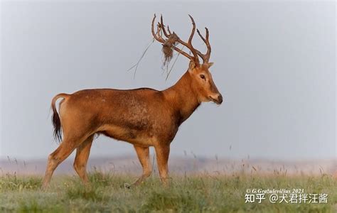 红外相机拍到“四不像”中华鬣羚-南方都市报·奥一网