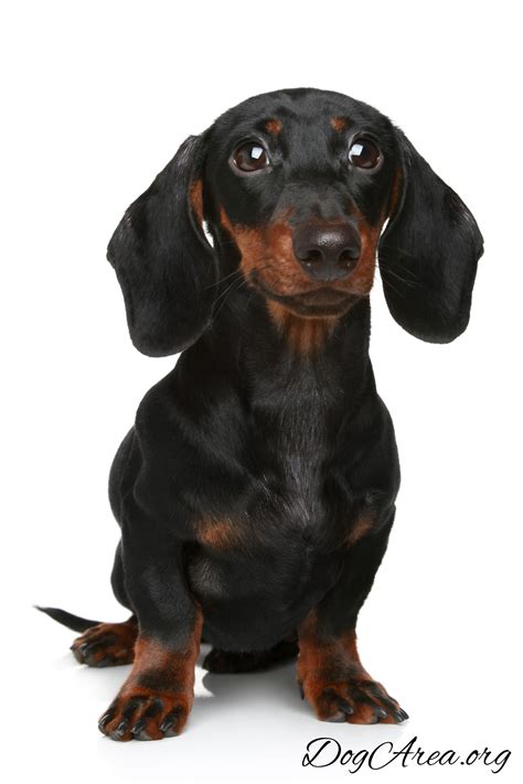 Full Grown Mini Dachshund Care Guide