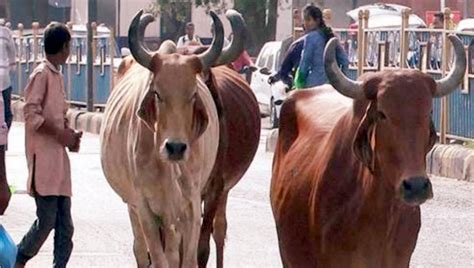Raj Govt Review Cattle Disease Situation THE NEW INDIAN - raj govt ...