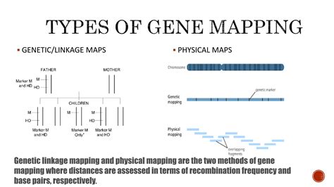 Gene mapping.pptx/ molecular biology/ gene linkage | PPTX