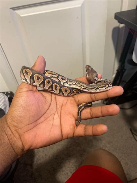 Image result for Baby Python Handling