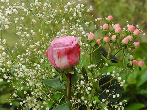 Baby's Breath Flowers: Planting, Growing, and Caring for Baby's Breath ...